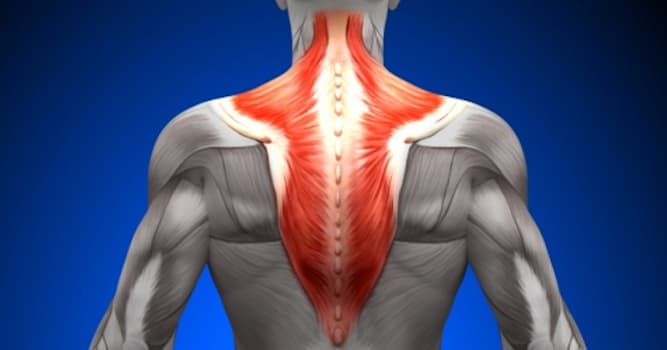 Wetenschap Trivia Vraag: Hoe wordt de trapezius spier ook wel genoemd?