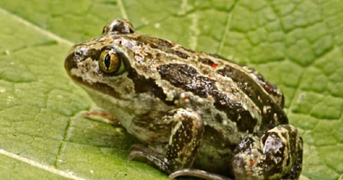 Natuur Trivia Vraag: Welk dier is afgebeeld op de foto?