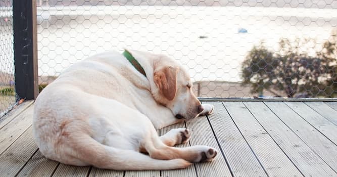 Natuur Trivia Vraag: Labrador - wie is dat?