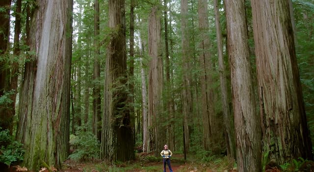 Doğa Trivia Sorusu: Redwood Ulusal Parkı hangi ülkededir?