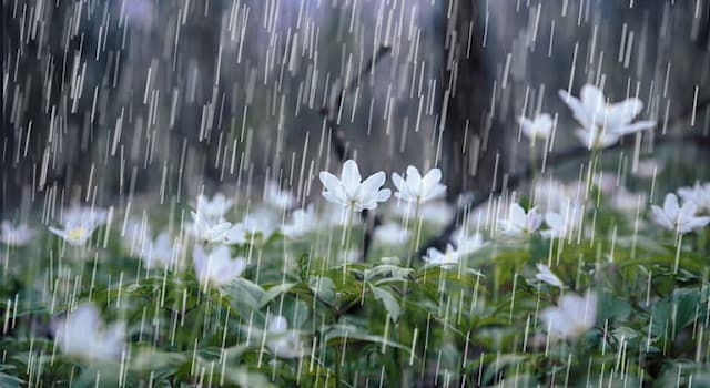 Culture Trivia Question: "Songs from the Rain" is a 1993 album by which of these bands?