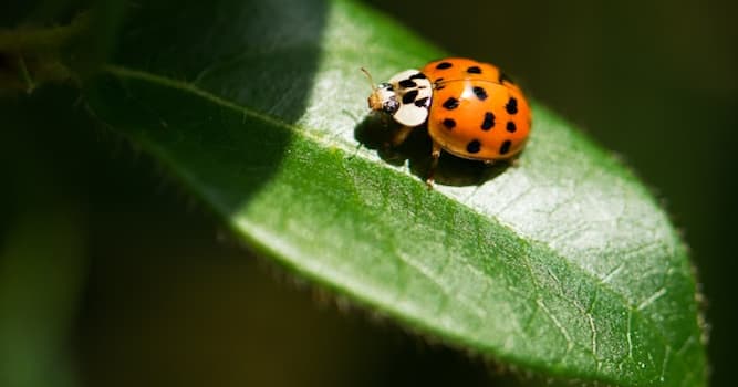 Natuur Trivia Vraag: Welk insect zie je in de afbeelding?