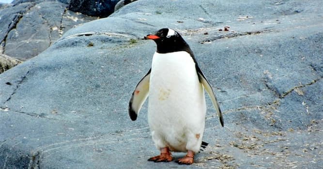 Natuur Trivia Vraag: Welk dier staat er op de foto?