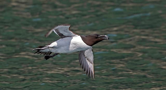 Nature Trivia Question: Which is the only extant species of the genus charadriiform?