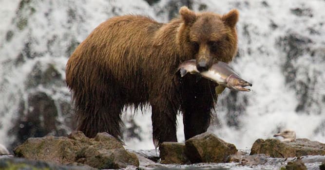 Naturaleza Pregunta Trivia: ¿Cuál es el oso que puede correr hasta 50 km/h?