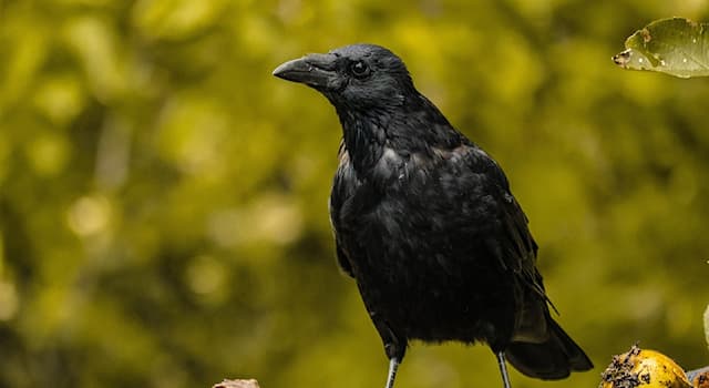 Natur Triviafråga: Vilken fågel visas på bilden?