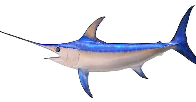 Nature Question: Quel poisson est représenté sur l'image ?