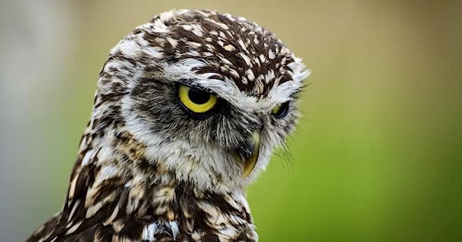 Natur Wissensfrage: Was für ein Vogel ist auf dem Bild?