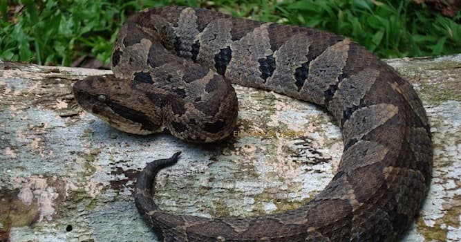 Naturaleza Pregunta Trivia: ¿Por qué es famosa esta serpiente conocida como Nauyaca ó terciopelo?