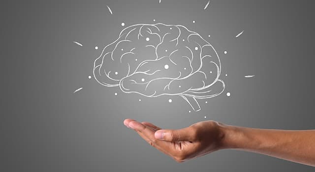 Kultur Wissensfrage: Welcher Vogel hat nachweislich hohe Intelligenz?