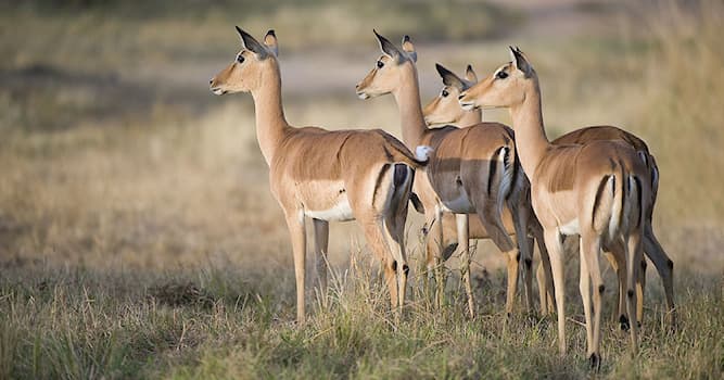 Natuur Trivia Vraag: Hoe heet deze Afrikaanse antilopesoort?