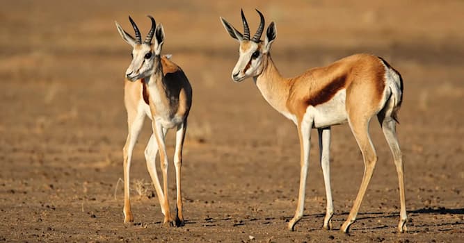 Natuur Trivia Vraag: Hoe heet deze Afrikaanse antilopesoort?