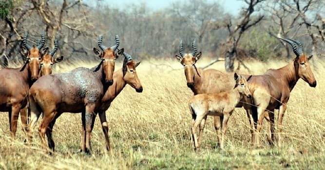Natuur Trivia Vraag: Hoe heet deze Afrikaanse antilopesoort?