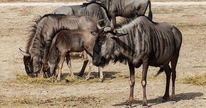 Natuur Trivia Vraag: Hoe heet deze Afrikaanse antilopesoort?