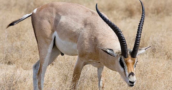 Natuur Trivia Vraag: Hoe heet deze Afrikaanse antilopesoort?