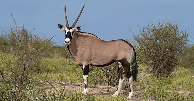 Natuur Trivia Vraag: Hoe heet deze antilopesoort die in Afrika en Arabië voorkomt?