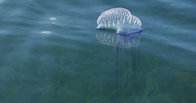 Natuur Trivia Vraag: Hoe heet deze gevaarlijke kwallenssoort?