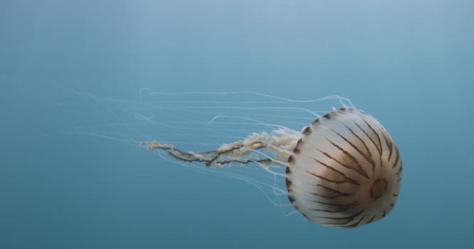 Natuur Trivia Vraag: Hoe heet deze kwallensoort die voorkomt in de Noordzee?