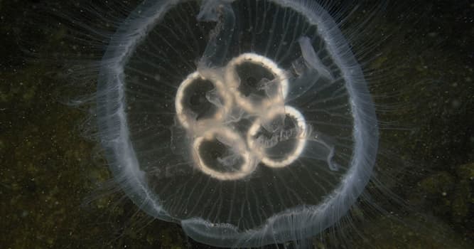 Natuur Trivia Vraag: Hoe heet deze kwallensoort die voorkomt in de Noordzee?