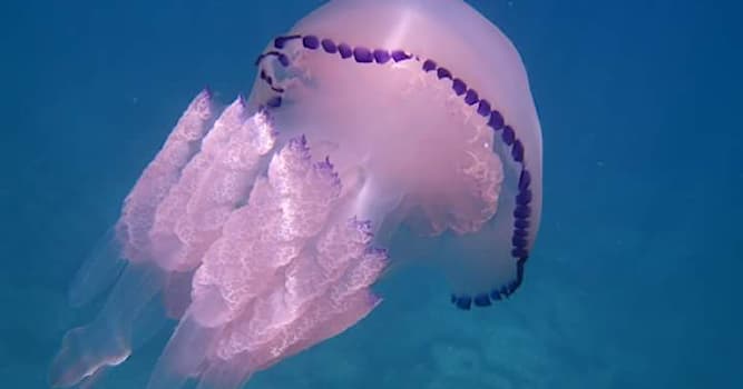 Natuur Trivia Vraag: Hoe heet deze kwallensoort die voorkomt in de Noordzee?