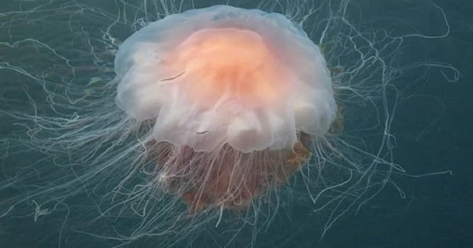 Natuur Trivia Vraag: Hoe heet deze kwallensoort die voorkomt in de Noordzee?
