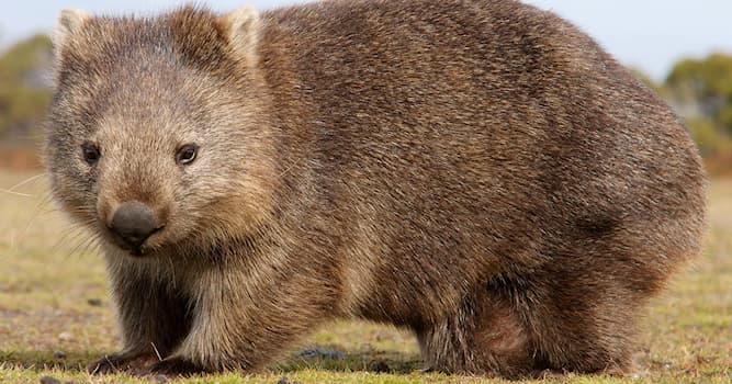 Natuur Trivia Vraag: Hoe heet dit Australische buideldier?