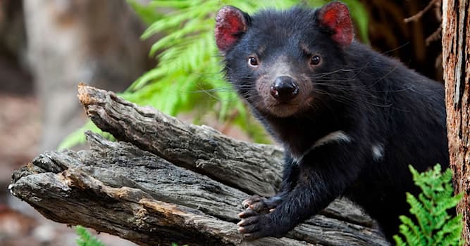 Natuur Trivia Vraag: Hoe heet dit Australische buideldier?