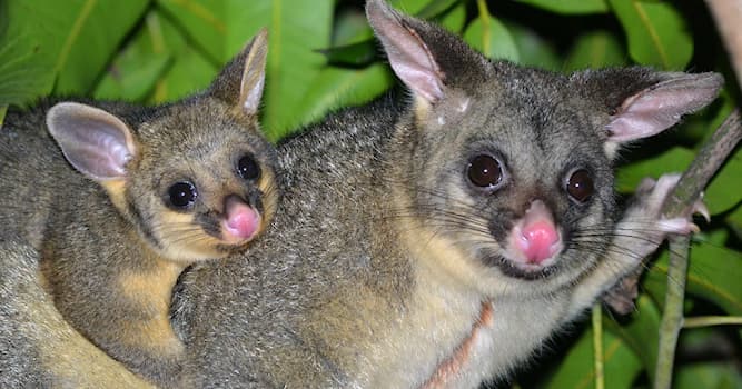 Natuur Trivia Vraag: Hoe heet dit Australische buideldier?