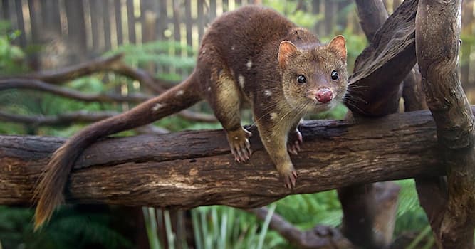 Natuur Trivia Vraag: Hoe heet dit Australische buideldier?