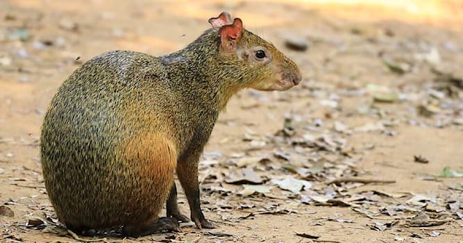 Natuur Trivia Vraag: Hoe heet dit Latijns-Amerikaanse zoogdier?