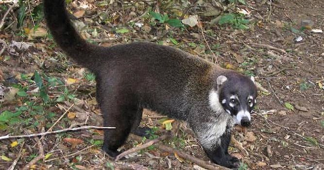 Natuur Trivia Vraag: Hoe heet dit Midden-Amerikaanse zoogdier?