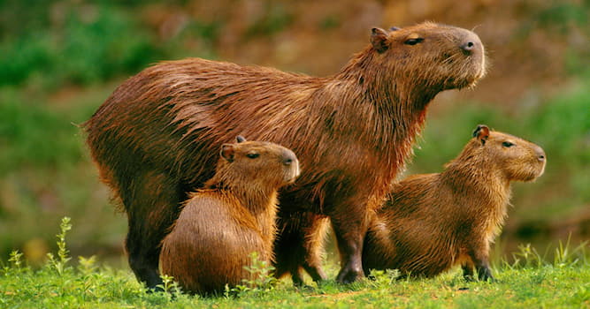 Natuur Trivia Vraag: Hoe heet dit Zuid-Amerikaanse zoogdier?