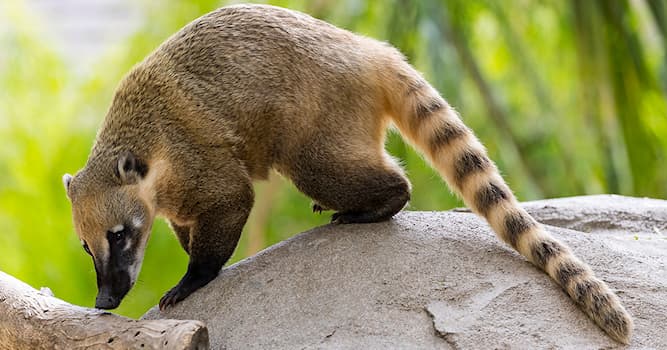 Natuur Trivia Vraag: Hoe heet dit Zuid-Amerikaanse zoogdier?