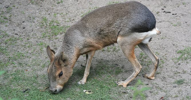 Natuur Trivia Vraag: Hoe heet dit Zuid-Amerikaanse zoogdier?
