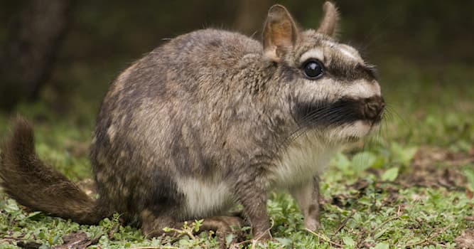 Natuur Trivia Vraag: Hoe heet dit Zuid-Amerikaanse zoogdier?
