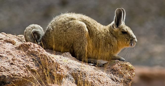 Natuur Trivia Vraag: Hoe heet dit Zuid-Amerikaanse zoogdier?