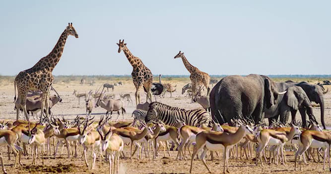 Aardrijkskunde Trivia Vraag: Hoe heet het belangrijkste en bekendste natuurpark van Namibië?