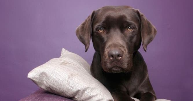Doğa Trivia Sorusu: Köpekler Hakkında İlginç Olan Nedir?