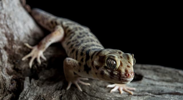 Natur Triviafråga: Vilket djur visas på bilden?