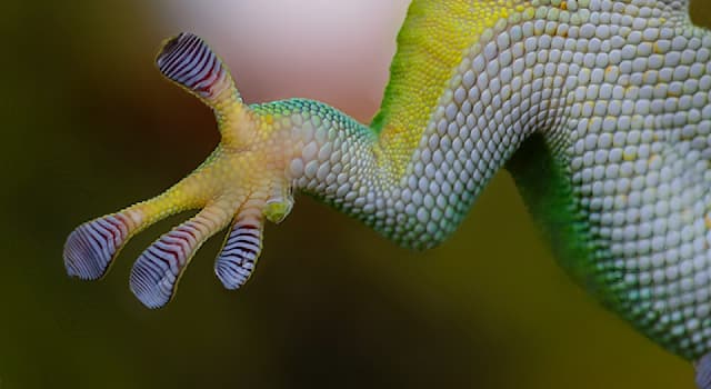 Doğa Trivia Sorusu: Hangi hayvan tavanlarda ve camda yürüyebilir?