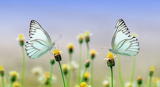 Natur Wissensfrage: Wie lange schlafen Schmetterlinge?