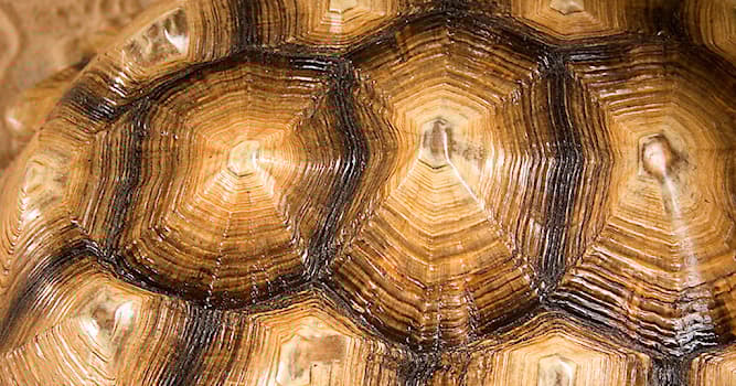 natura Pytanie-Ciekawostka: Które z tych zwierząt ma skorupę?