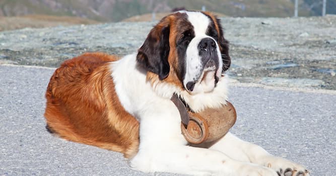 Doğa Trivia Sorusu: Hangi köpek cinsi çığlardan insan kurtarmak için kullanılmıştır?