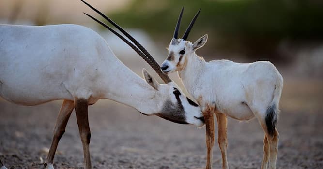 Natuur Trivia Vraag: Welk van de vier soorten oryxen, oftewel spiesbokken, is dit?