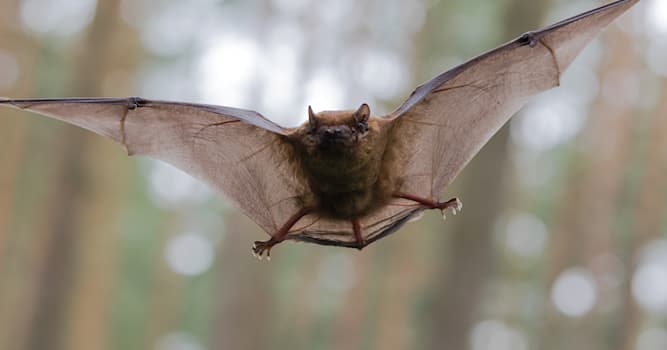 Nature Question: Comment les chauves-souris s’orientent-elles ?