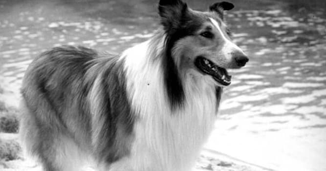 Movies & TV Trivia Question: What breed is the dog from the series 'Lassie - The Hairy Detective'?