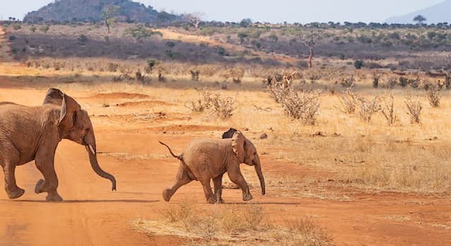 Geografía Pregunta Trivia: ¿Qué tipo de clima predomina en Namibia?