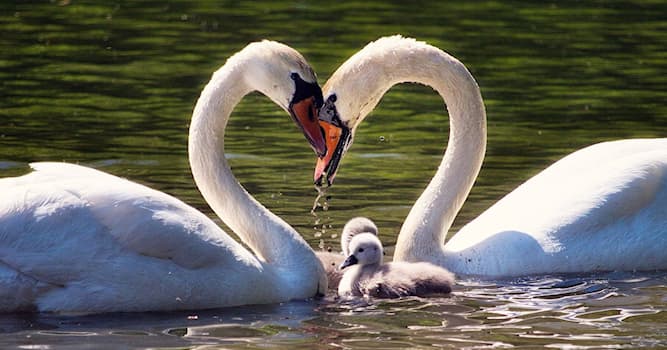 natura Pytanie-Ciekawostka: Które ptaki są monogamiczne i pozostają z partnerem na całe życie?