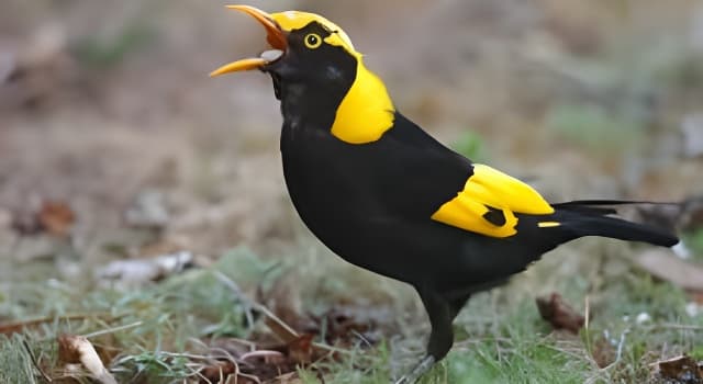 Nature Question: Quel détail visible distingue ce mâle Jardinier prince-régent ?