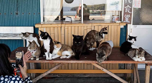 Géographie Question: Tashiro-jima, surnommée « l’île aux chats », est une île de quel pays ?